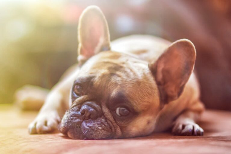 J&rsquo;ai un chien qui pleure