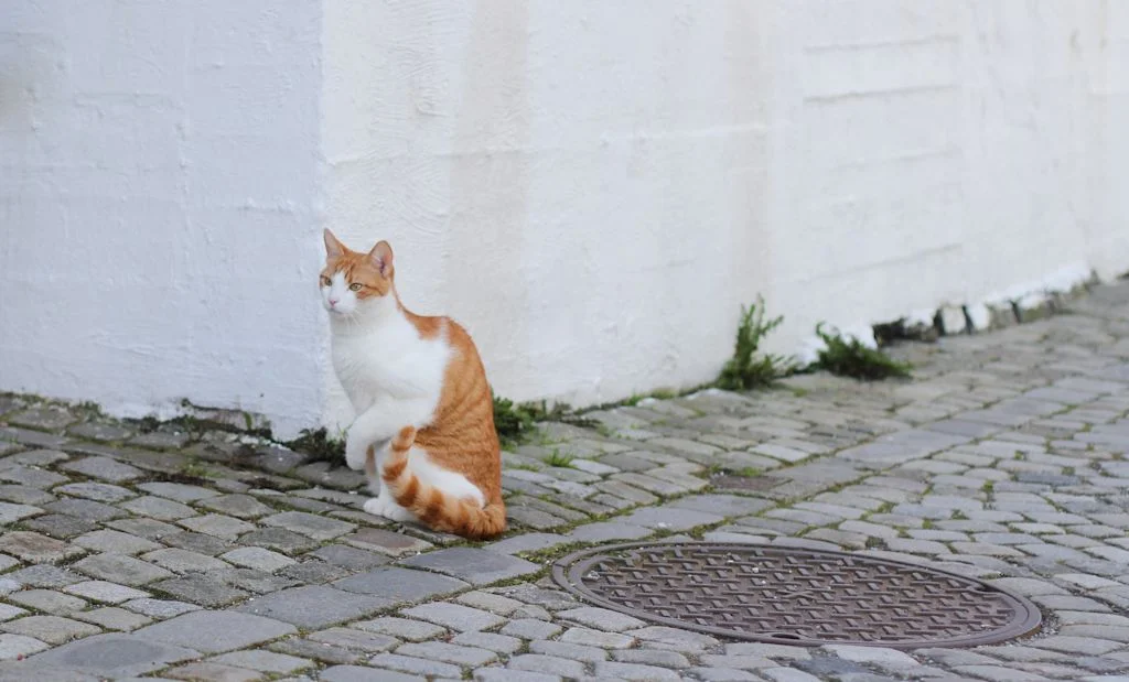 chat_qui_boite