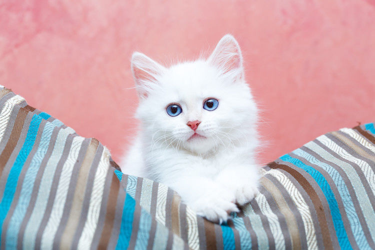 Quelles sont les particularités des chats blancs ?