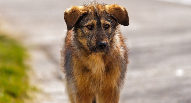 Abandons de chiens et chats : l’association Youcare lance une alerte