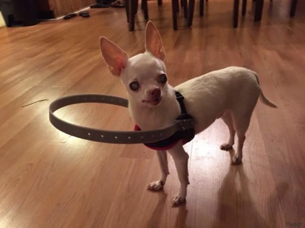 chien aveugle cataracte harnais