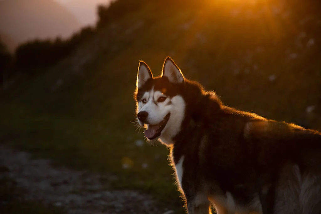 chien vision nocturne