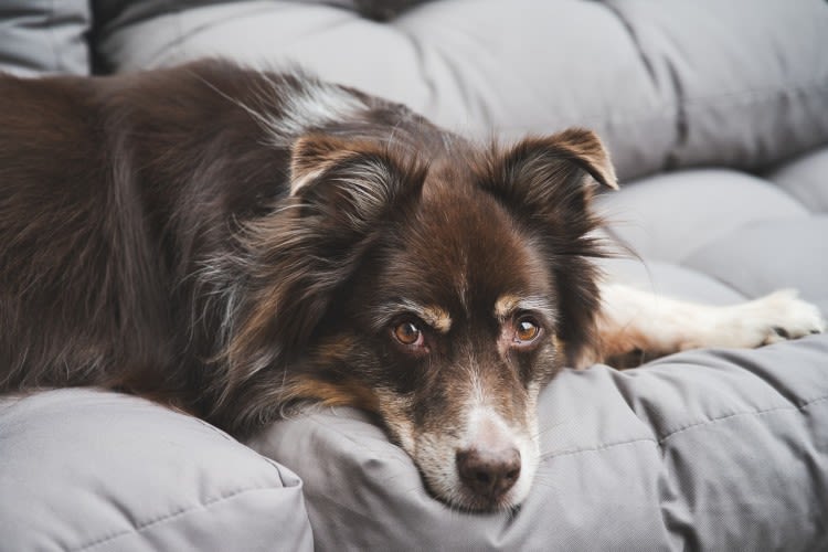 Savoir reconnaître une gastrite chez le chien