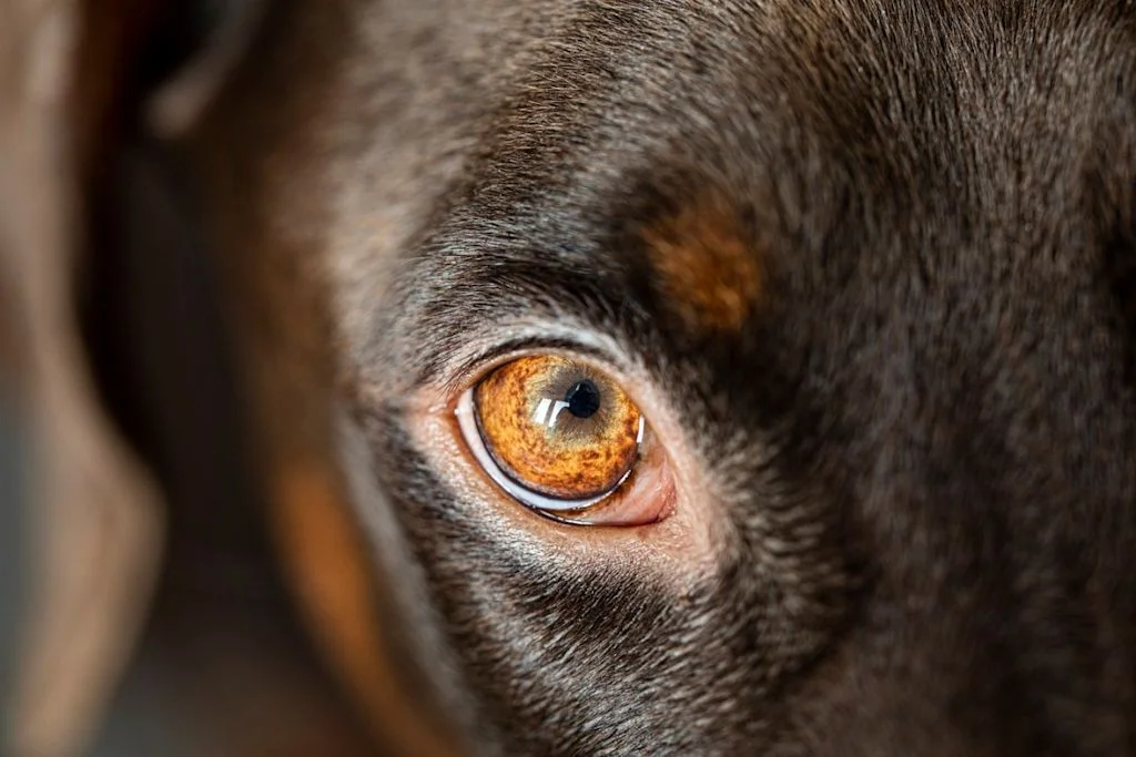 &oelig;il de chien