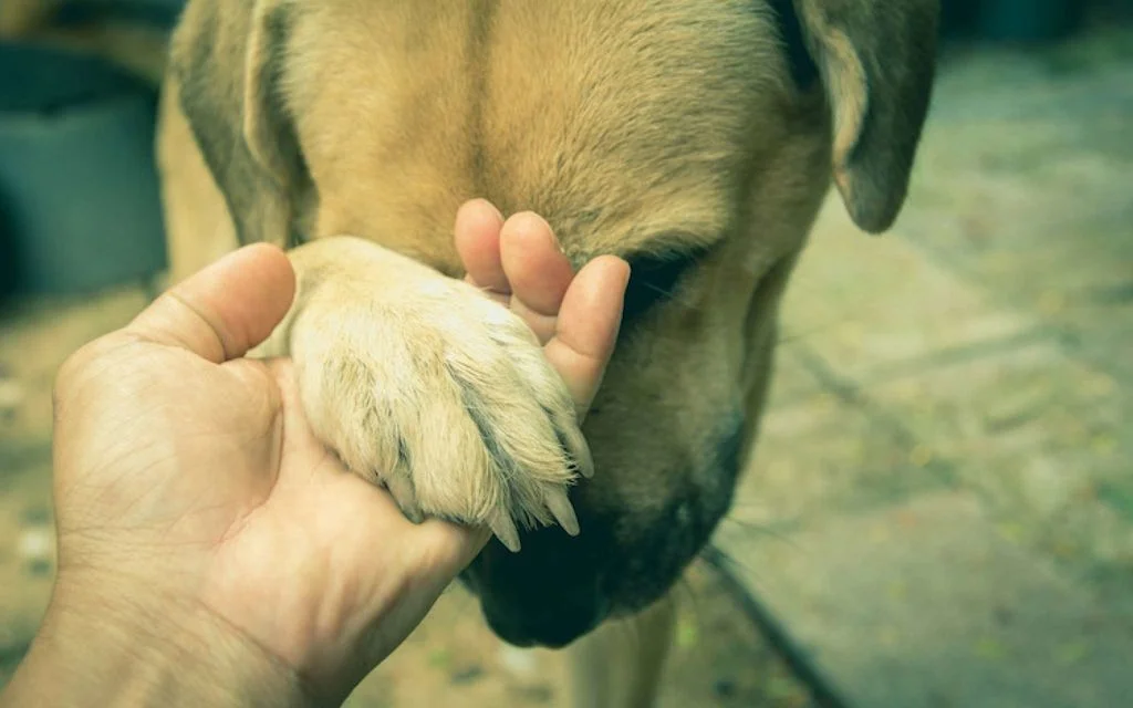 chien blessure à la patte.jpg