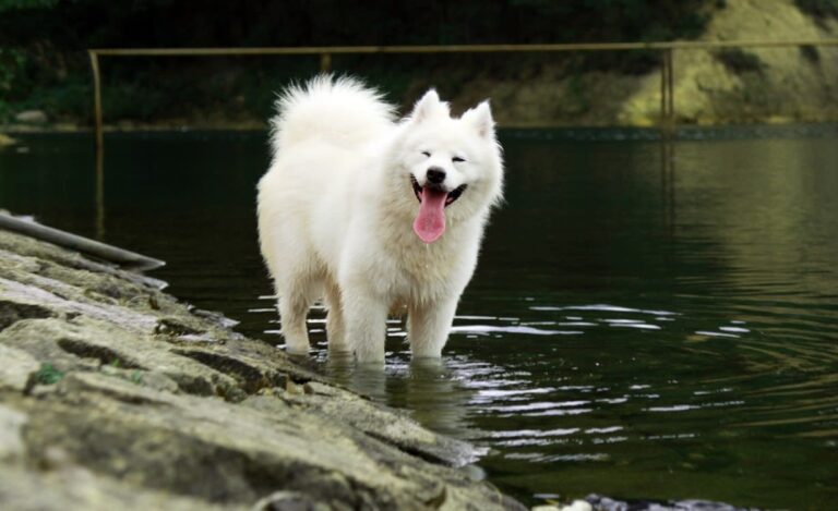 J&rsquo;ai un chien qui sourit : est-ce possible ?