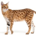 Savannah
