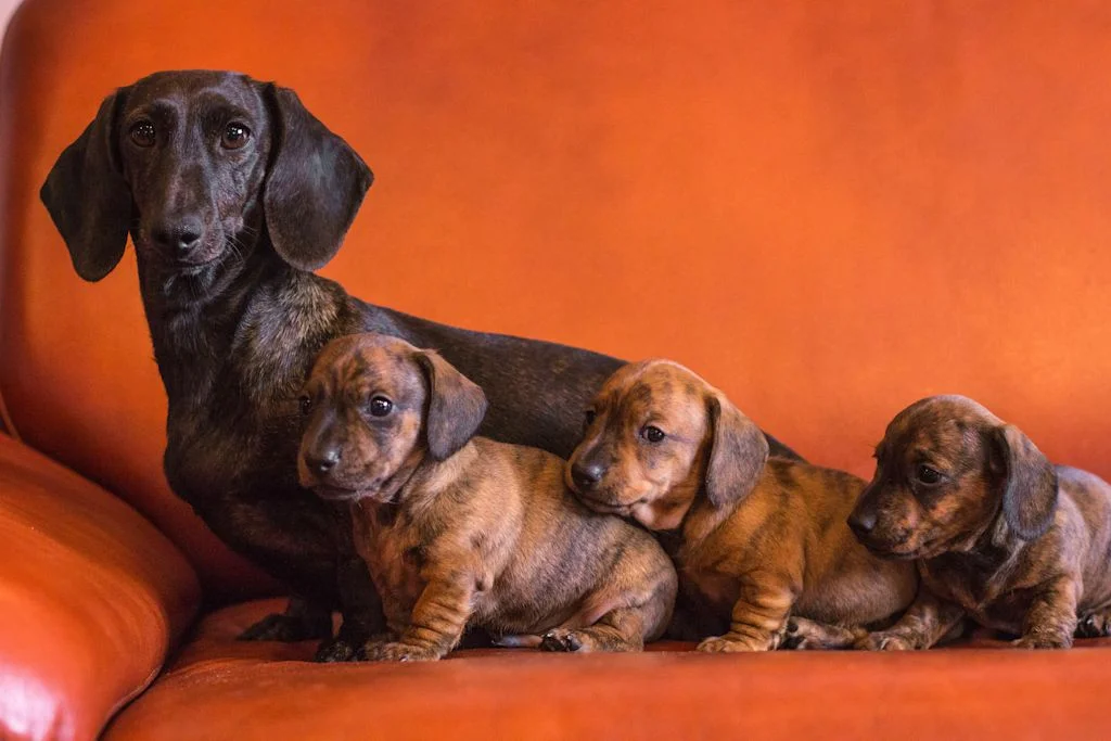 famille de teckels