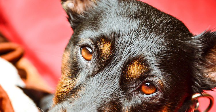 Comment voit le chien ? Tout savoir sur son mode de vision