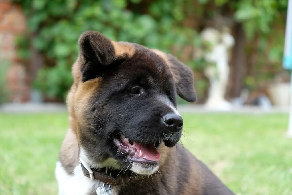 Akita Américain