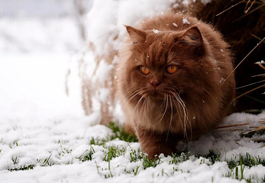 British Longhair
