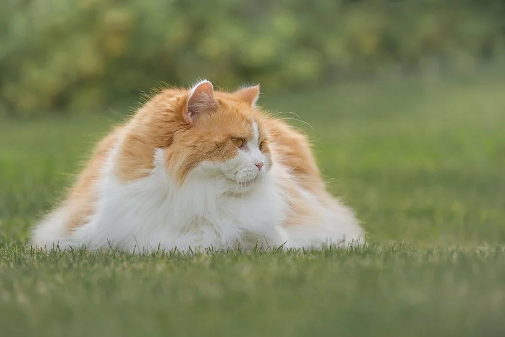 British Longhair2