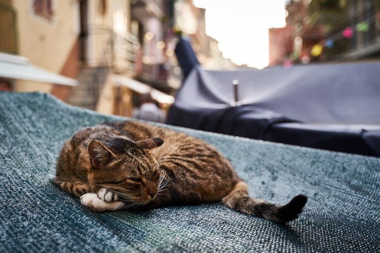 Chat qui maigrit : pourquoi et que faire ?