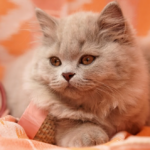 British longhair