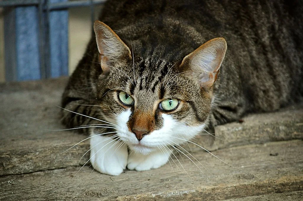 vieux chat hyperthoidie 3