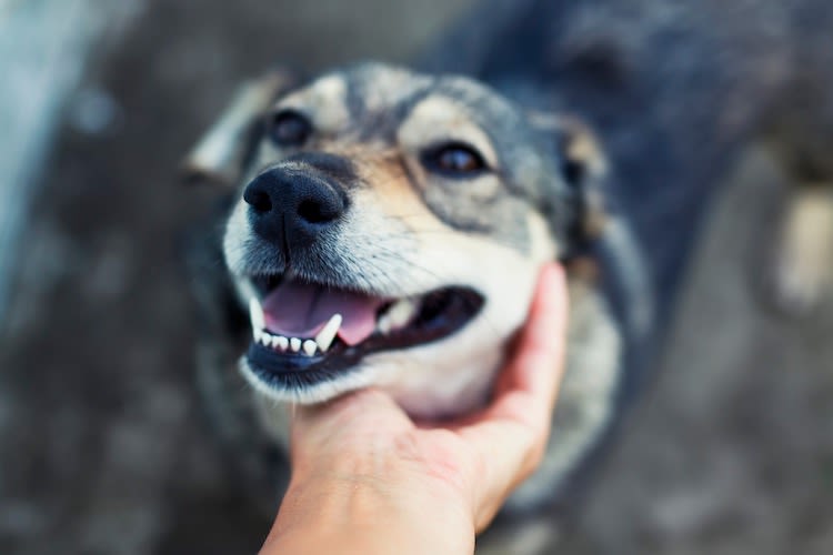 Santévet soutient YouCare et le label 1% pour les animaux
