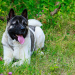 akita américain