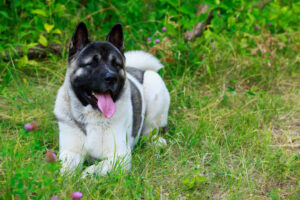 Akita Américain