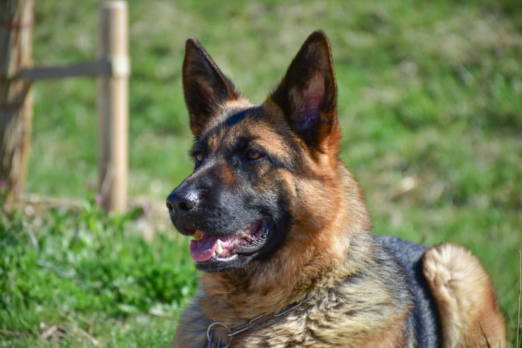 Scanner chez le chien : pourquoi et à quel prix ?