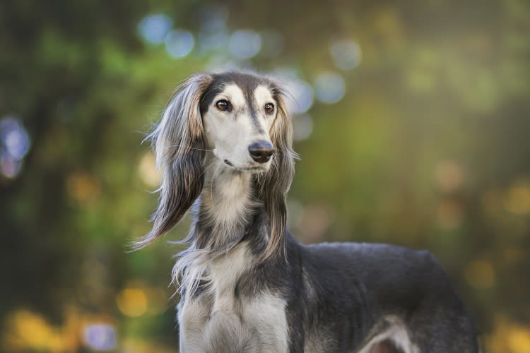 Ovario-hystérectomie chez la chienne : dans quels cas et à quel prix ?