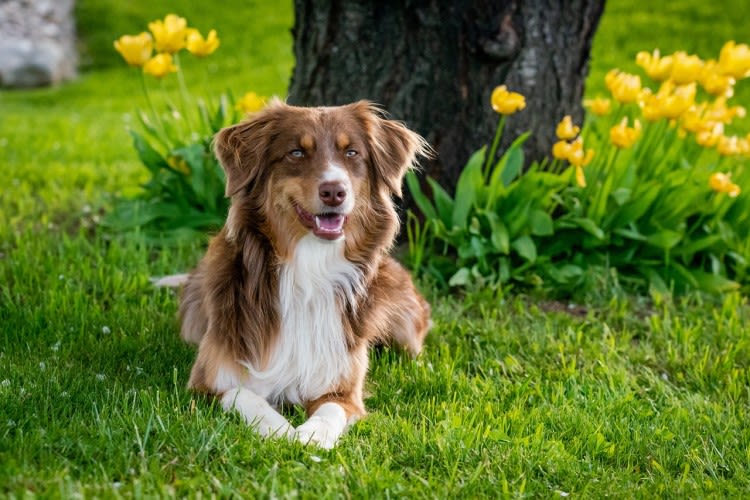 Infection urinaire chez le chien : la reconnaître et la traiter