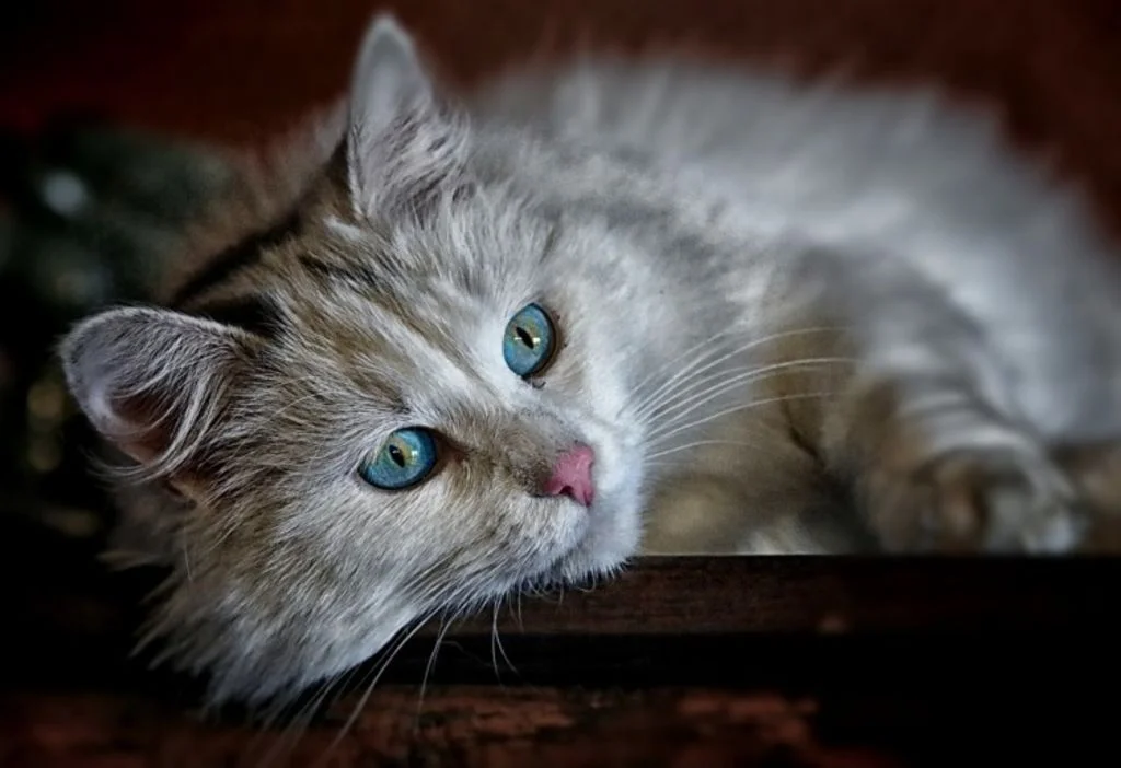 Chat qui vomit de la bile : causes, traitement - Santvet