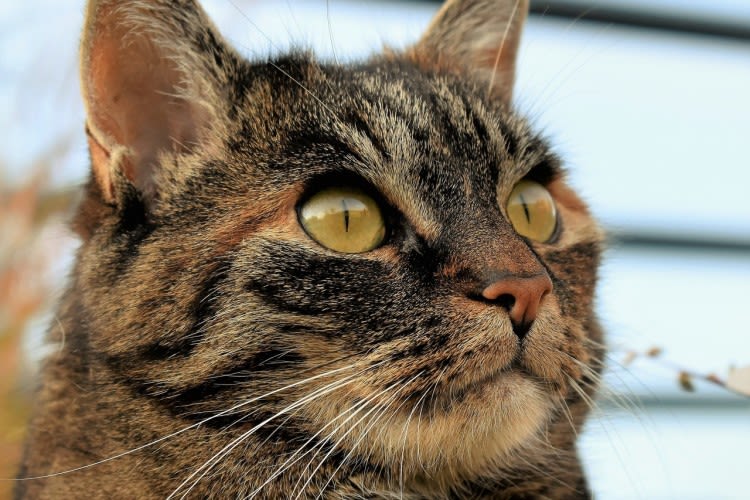Pronostic des tumeurs chez le chat