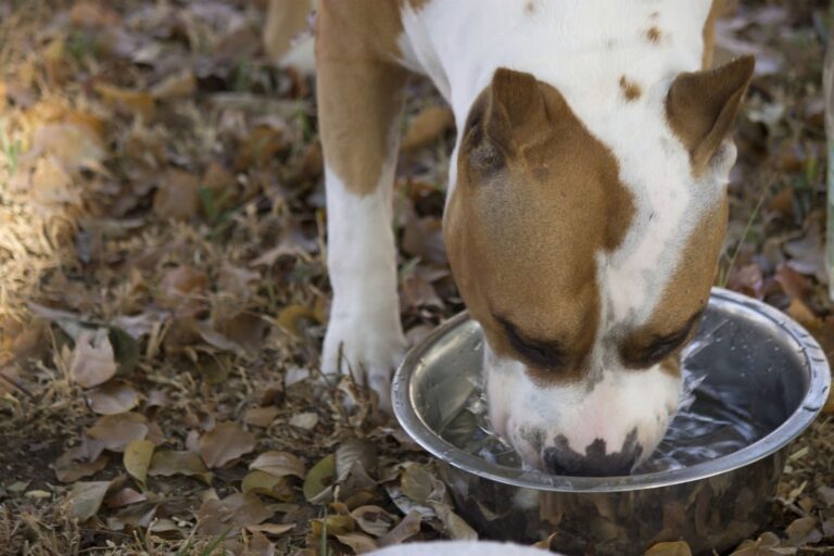 Pourquoi mon chien boit beaucoup d&rsquo;eau ?
