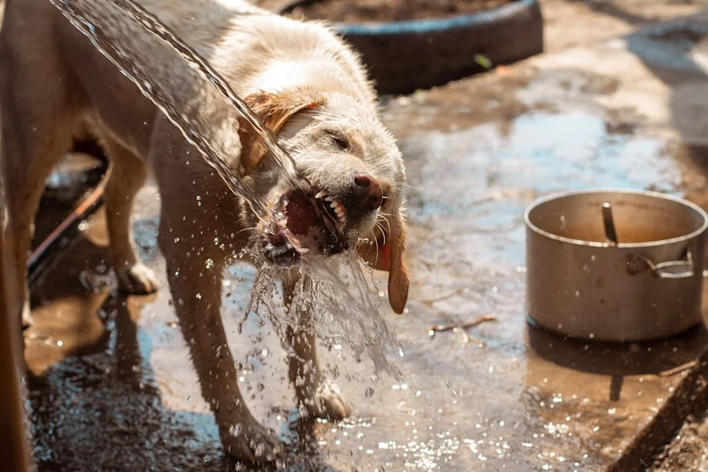 chien qui boit au jet d-eau