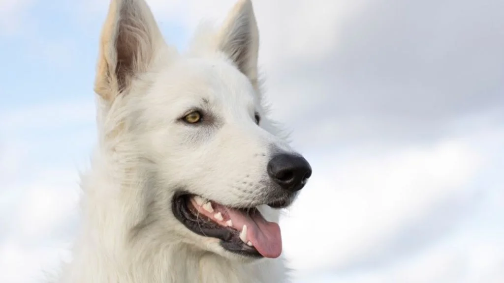 berger blanc suisse