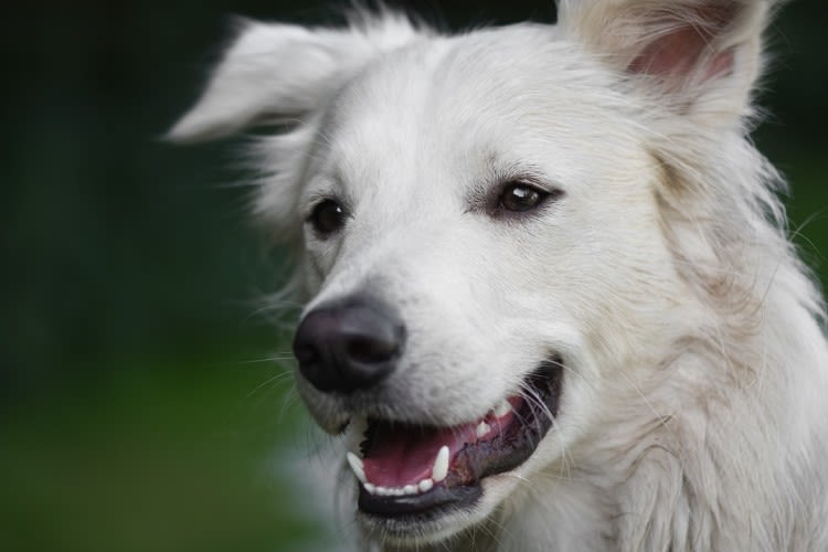 Détartrage chez le chien : pourquoi et à quel prix ?