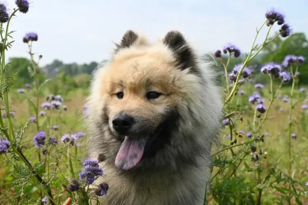 chow-chow au milieu des fleurs