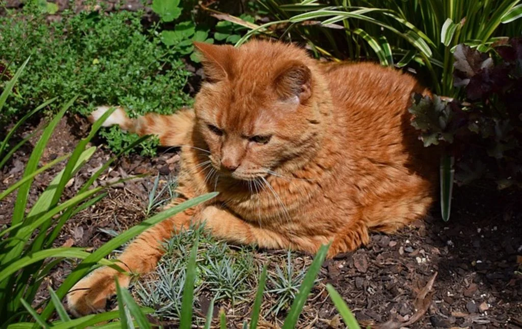 Vieux chat
