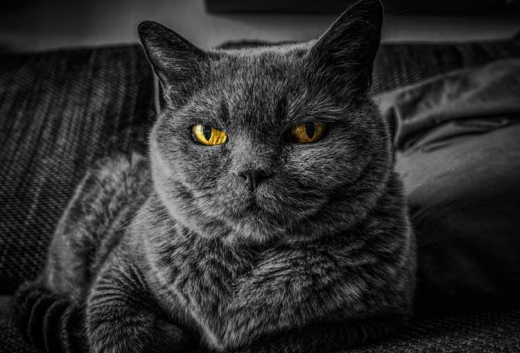 L&rsquo;hyperthyroïdie : une maladie du chat âgé