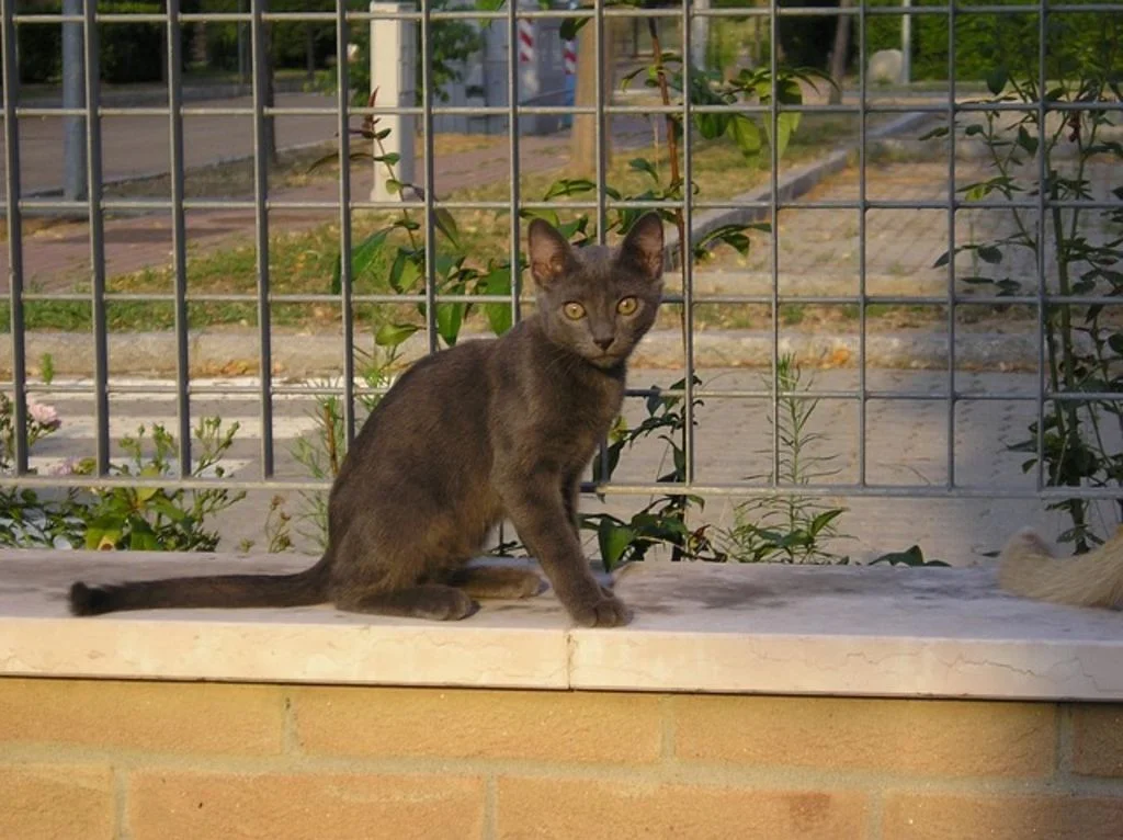 Chat trop maigre