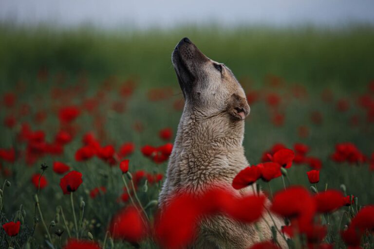 Comment reconnaître et traiter la maladie d&rsquo;Aujeszky chez le chien ?