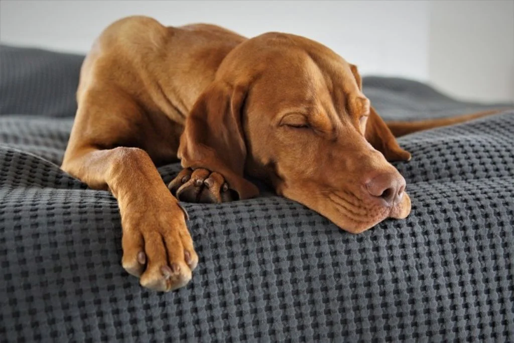 pet-5173354 1280