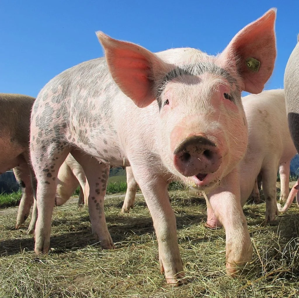 pig-214349_1280.jpg