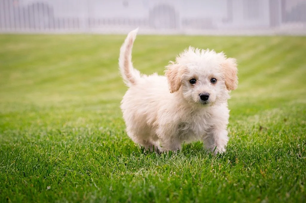 puppy-5124947_1280.jpg