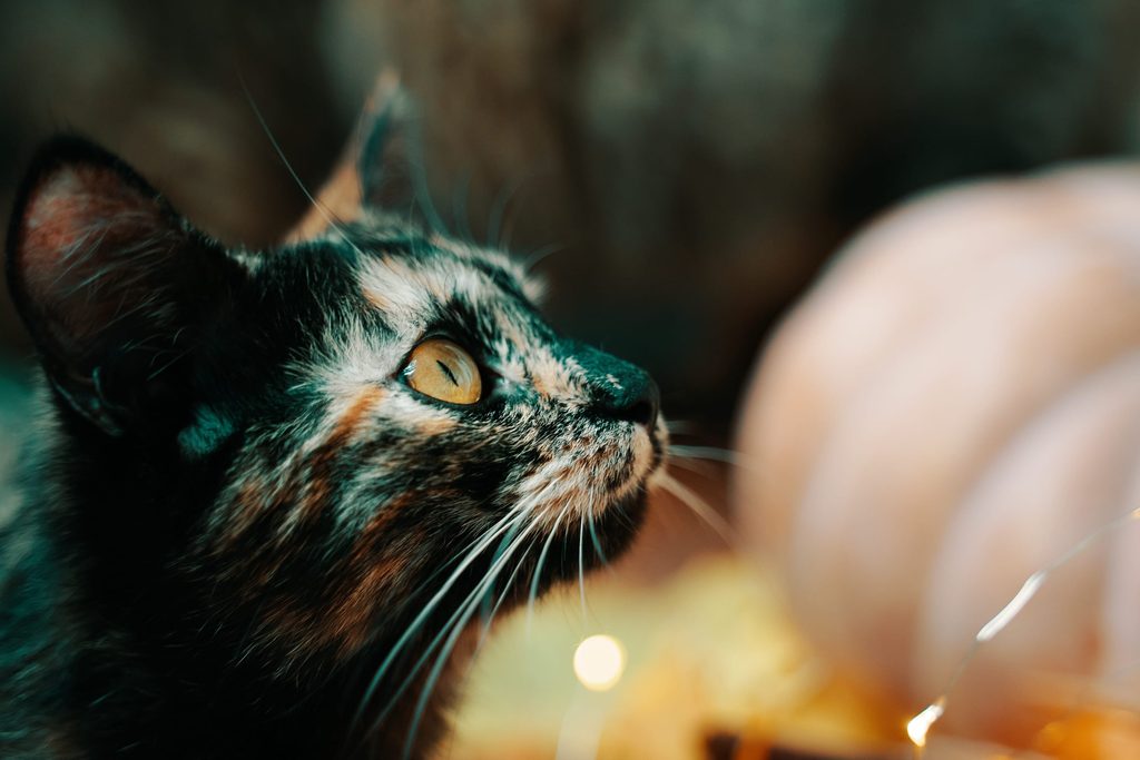 Chat Isabelle