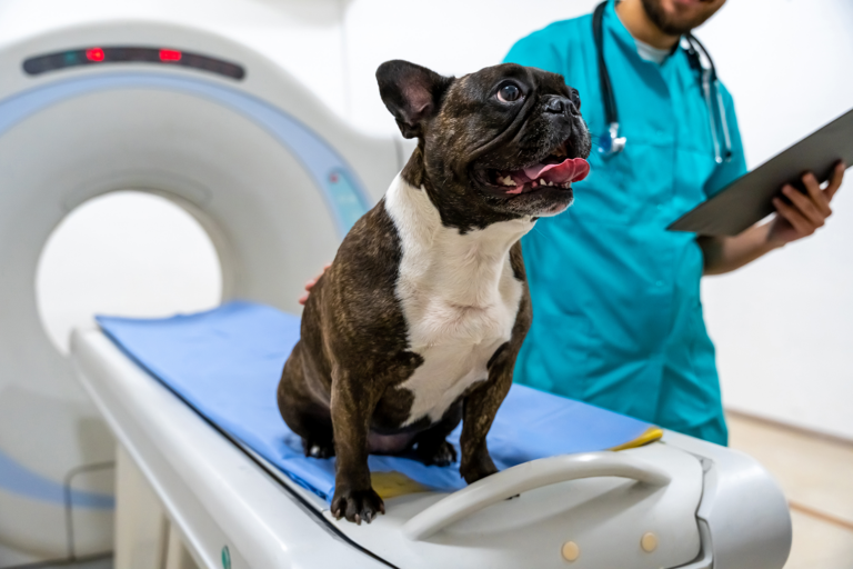 IRM chez le chien : pourquoi et à quel tarif ?
