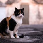 chat isabelle