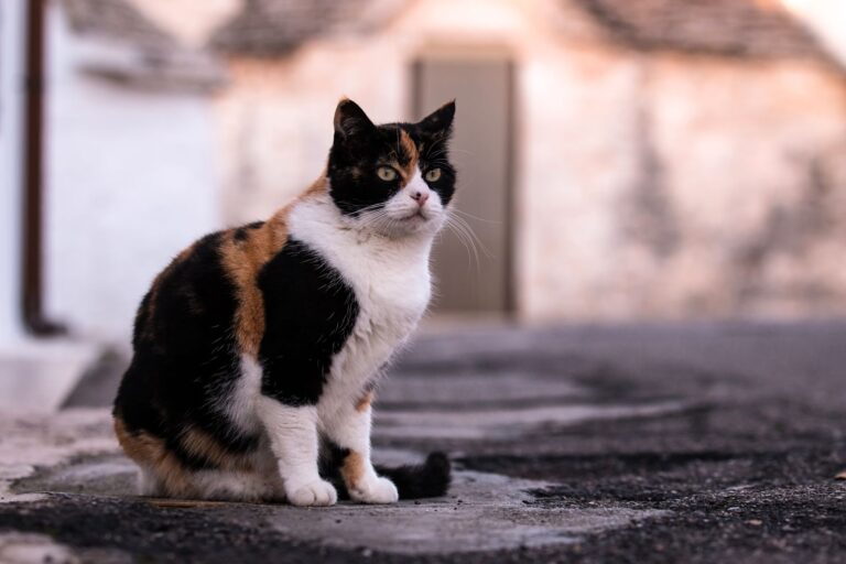 Chat isabelle