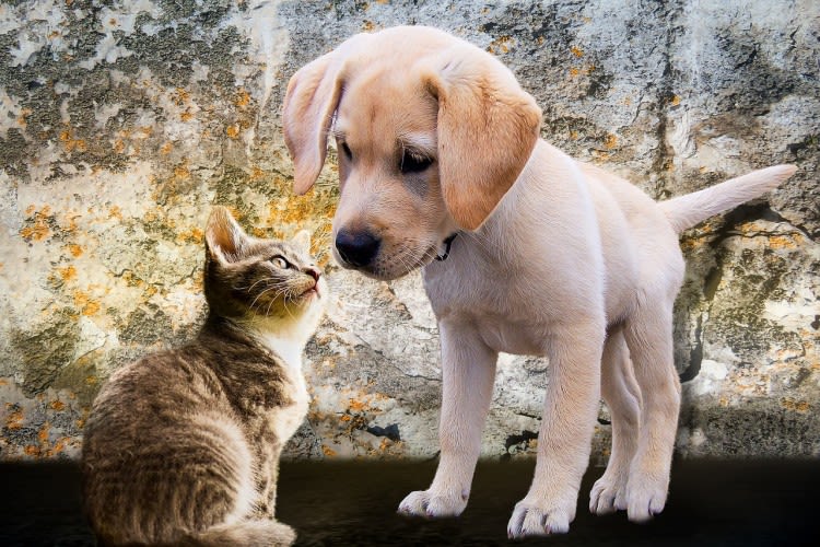 Soigner son animal en cas de difficultés financières : quelques solutions