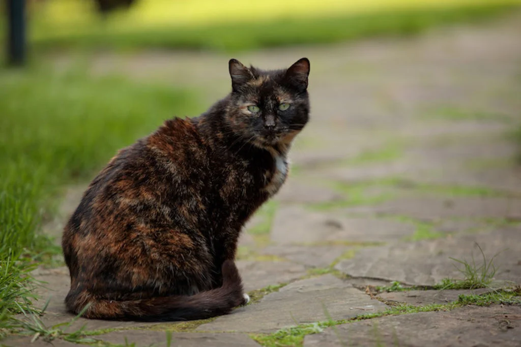 abandons chats &eacute;t&eacute; 2024