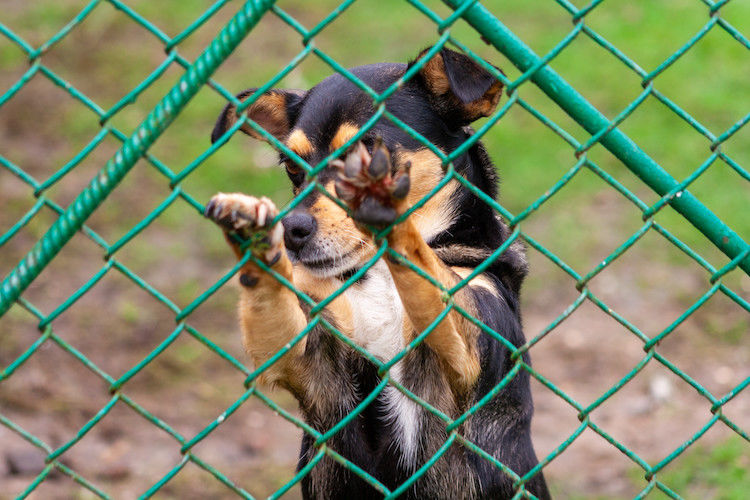 Pertes, vols, abandons de chiens et chats : le bilan de l’été 2024