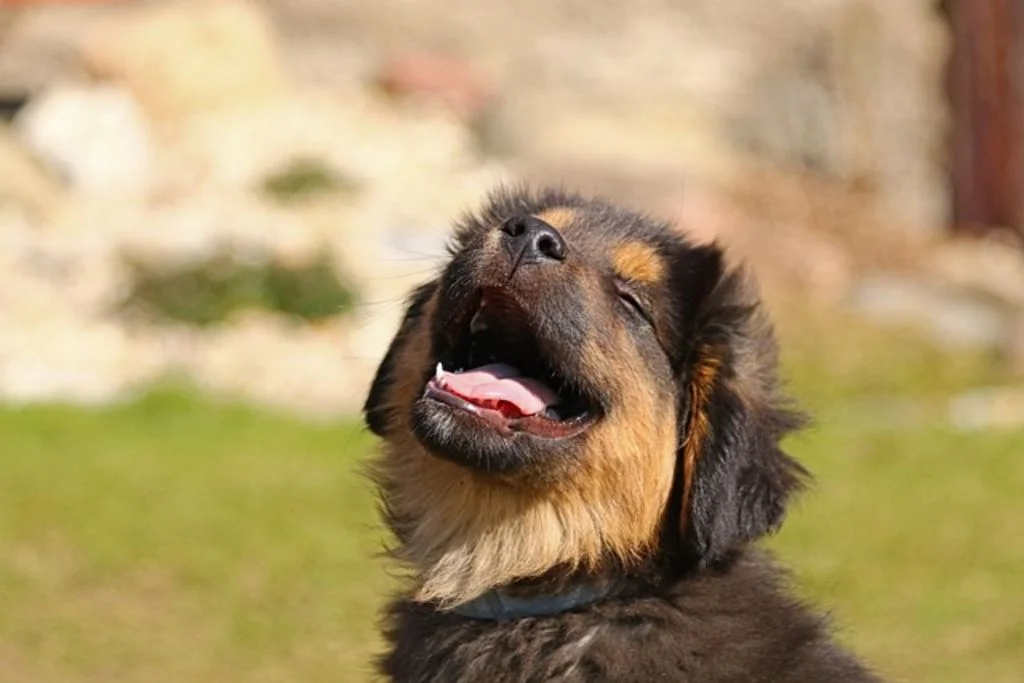 Chiot qui pleure