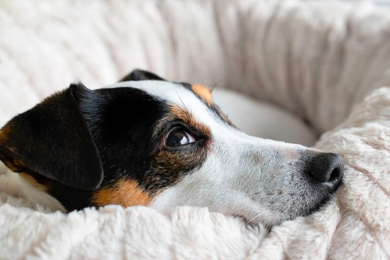 Quel prix pour une consultation vétérinaire pour un chien ?