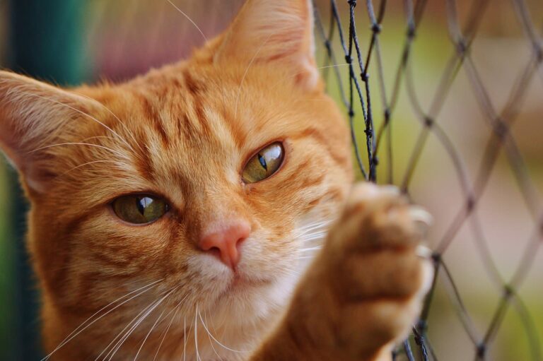 Quel prix pour une visite vétérinaire pour un chat ?