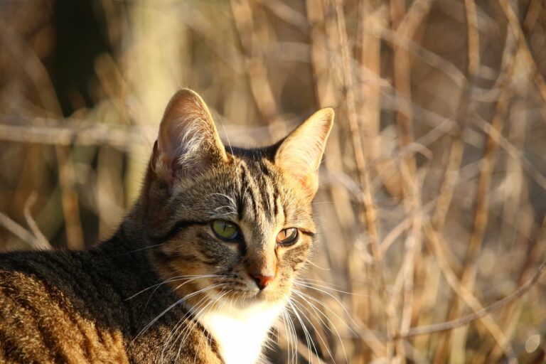 IRM chez le chat : pourquoi et à quel prix ?